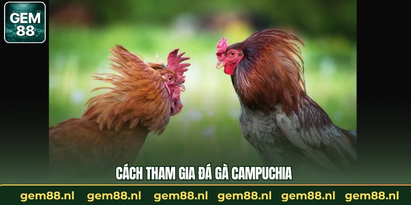 Đá Gà Campuchia – Những Trận Đấu Nảy Lửa Cùng GEM88