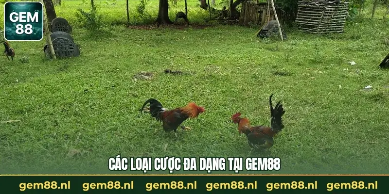 Đá Gà Campuchia – Những Trận Đấu Nảy Lửa Cùng GEM88