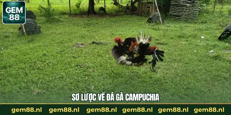 Đá Gà Campuchia – Những Trận Đấu Nảy Lửa Cùng GEM88