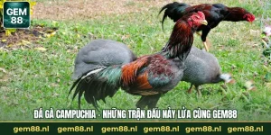 Đá Gà GEM88 – Trường Gà Trực Tuyến Uy Tín Và An Toàn