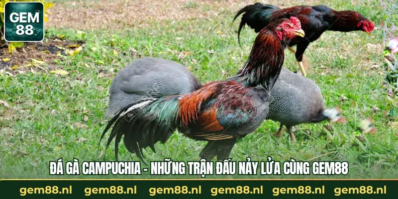 Đá Gà Campuchia – Những Trận Đấu Nảy Lửa Cùng GEM88