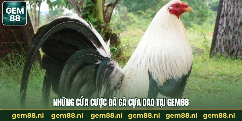 Đá Gà Cựa Dao – Cuộc Đấu Sống Còn Của Thần Kê Tại GEM88