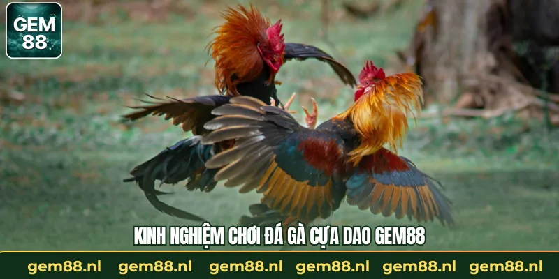 Đá Gà Cựa Dao – Cuộc Đấu Sống Còn Của Thần Kê Tại GEM88