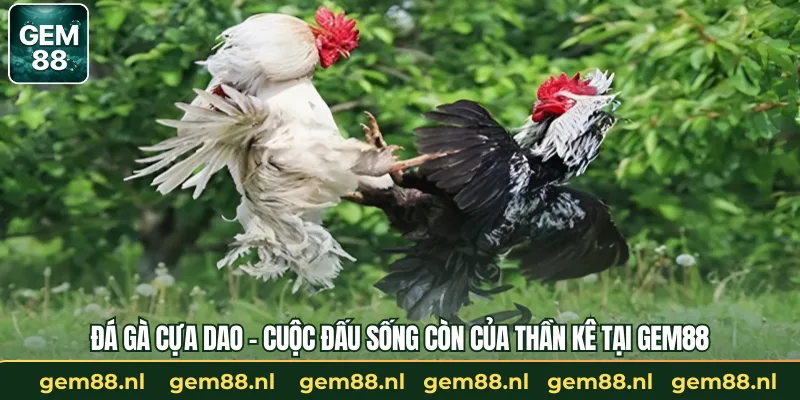 Đá Gà Cựa Dao – Cuộc Đấu Sống Còn Của Thần Kê Tại GEM88