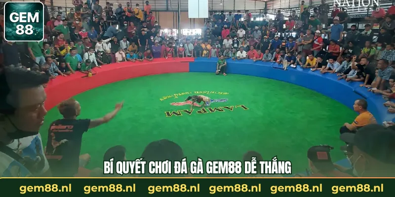 Đá Gà GEM88 – Trường Gà Trực Tuyến Uy Tín Và An Toàn
