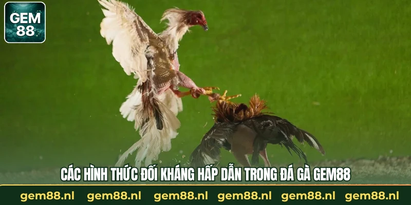 Đá Gà GEM88 – Trường Gà Trực Tuyến Uy Tín Và An Toàn