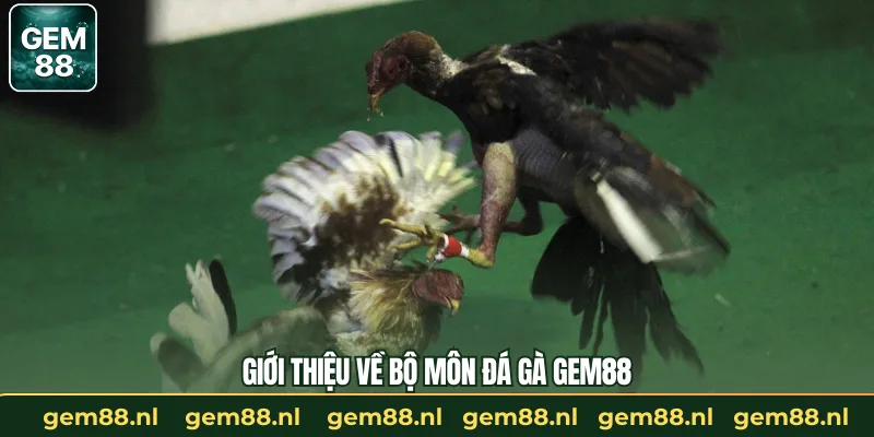 Đá Gà GEM88 – Trường Gà Trực Tuyến Uy Tín Và An Toàn