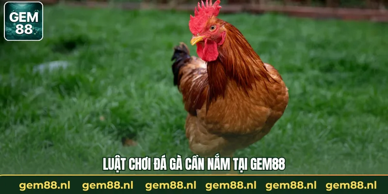 Đá Gà Thomo – Màn So Tài Khốc Liệt Trong Giới Chiến Kê