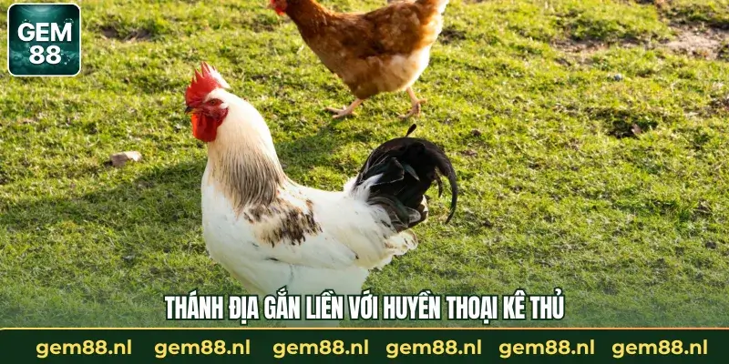 Đá Gà Thomo – Màn So Tài Khốc Liệt Trong Giới Chiến Kê