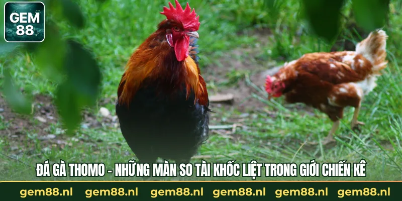 Đá Gà Thomo – Màn So Tài Khốc Liệt Trong Giới Chiến Kê