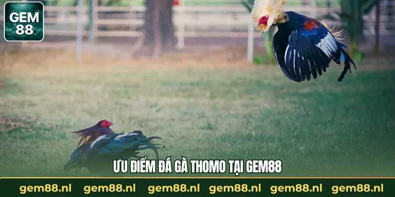 Đá Gà Thomo – Màn So Tài Khốc Liệt Trong Giới Chiến Kê